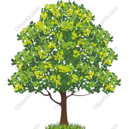 Lush Green Tree