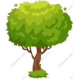 Lush Green Tree