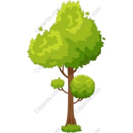 Lush Green Tree