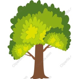 Lush Green Tree
