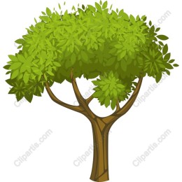 Lush Green Tree