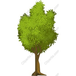 Lush Green Tree