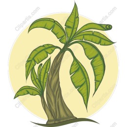 Tropical Palm Tree