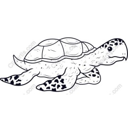 Hand-Drawn Turtle