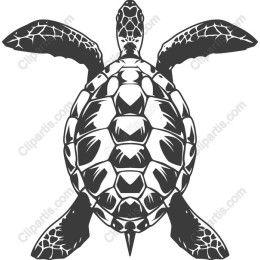 Turtle - Intricate Marine Life