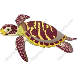 Stunning Sea Turtle