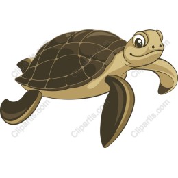 Charming Turtle