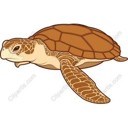 Sea Turtle