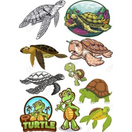 Turtle Bundle - Whimsical & Realistic /