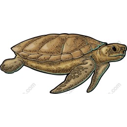 Elegant Turtle