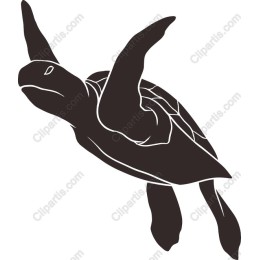 Elegant Sea Turtle