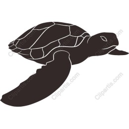 Graceful Sea Turtle