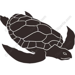 Elegant Turtle