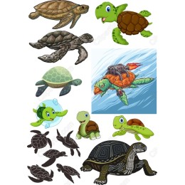 Turtle Wonders: A Vibrant Collection