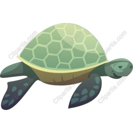 Charming Turtle