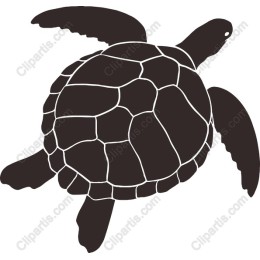 Elegant Turtle