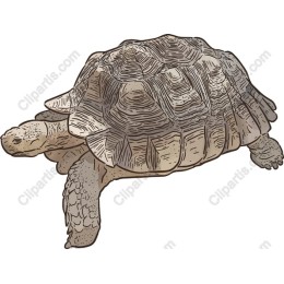 Realistic Tortoise
