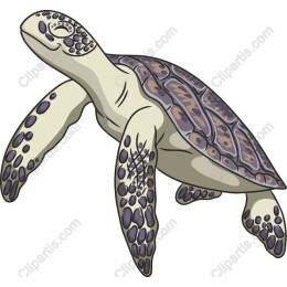 Elegant Turtle