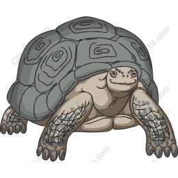 Charming Turtle