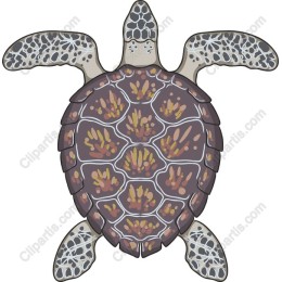 Elegant Sea Turtle
