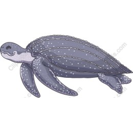 Leatherback Sea Turtle