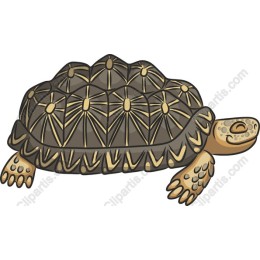 Charming Tortoise