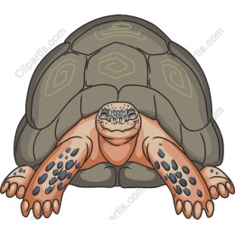 Cute Tortoise