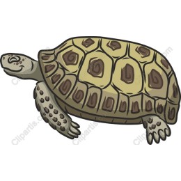 Charming Turtle