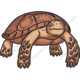 Charming Happy Turtle