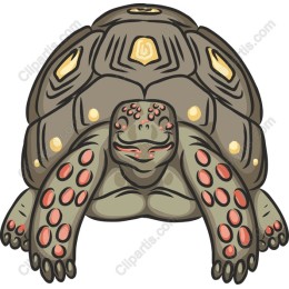 Charming Tortoise