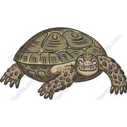Charming Tortoise