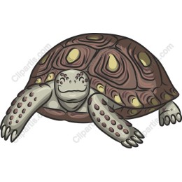 Tortoise Delight