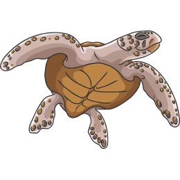 Vibrant Sea Turtle