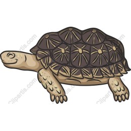 Charming Tortoise