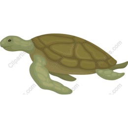 Graceful Turtle