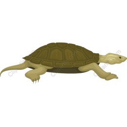 Charming Turtle