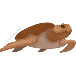 Sea Turtle