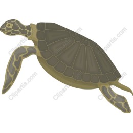 Stunning Sea Turtle