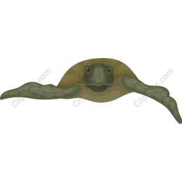 Swimming Turtle