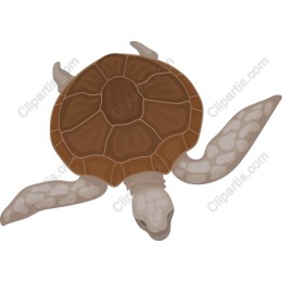 Elegant Sea Turtle