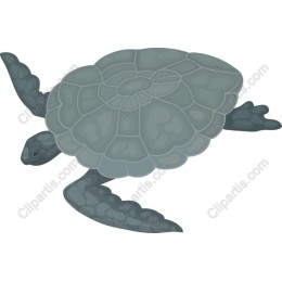 Gray Sea Turtle