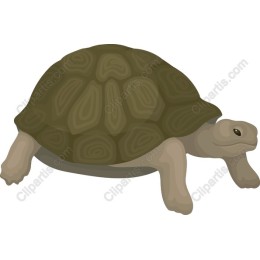 Charming Tortoise