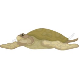 Elegant Sea Turtle