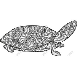 Intricate Turtle Line Art