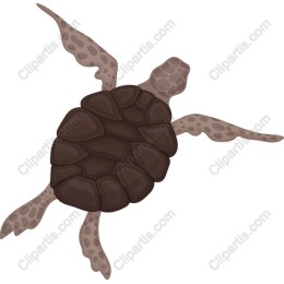 Majestic Sea Turtle