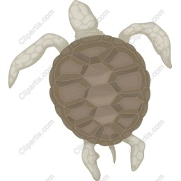 Majestic Sea Turtle