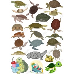 Turtle & Tortoise Bundle