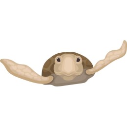 Whimsical Turtle