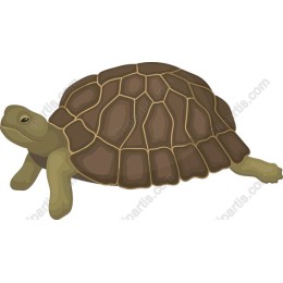 Charming Turtle