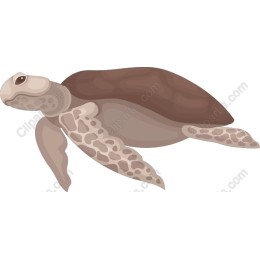 Graceful Sea Turtle